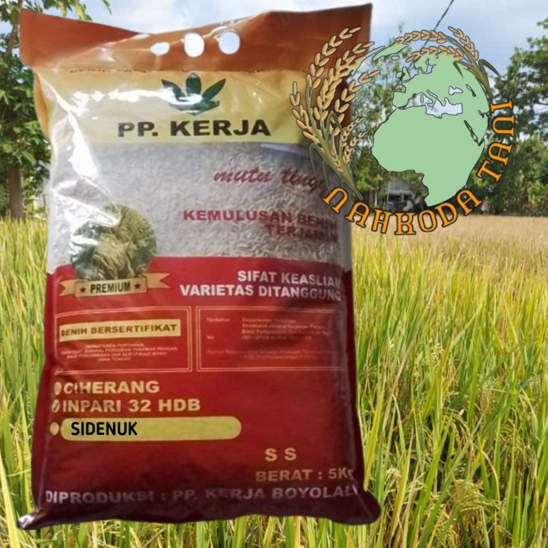 Benih padi inpari Sidenuk 5kg
