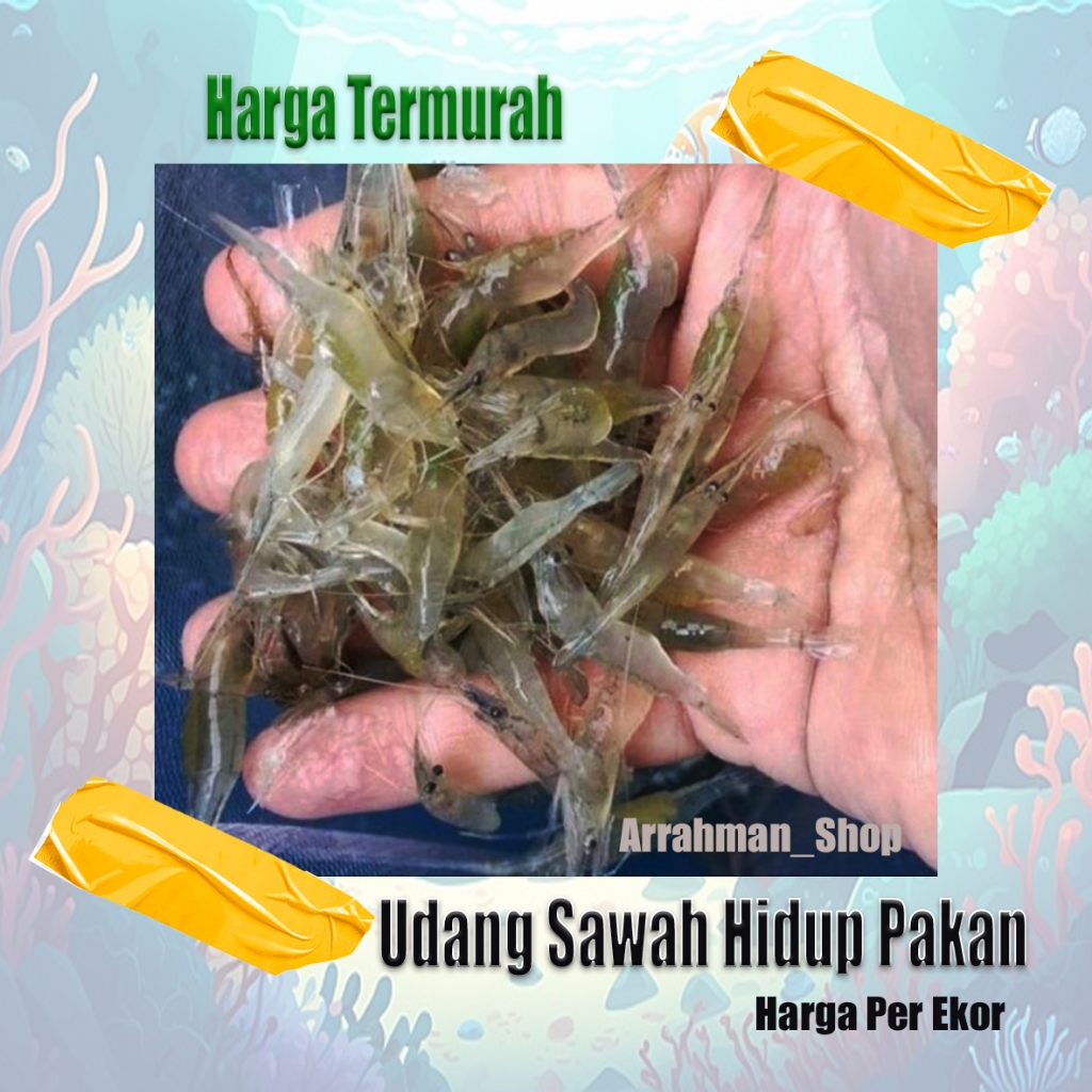 

udang sawah pakan ikan - udang sawah hidup fresh segar berkualitas - udang hidup air tawar