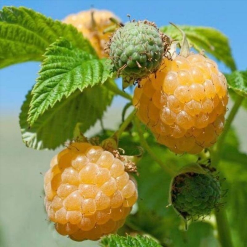 Raspberry holland kuning berduri