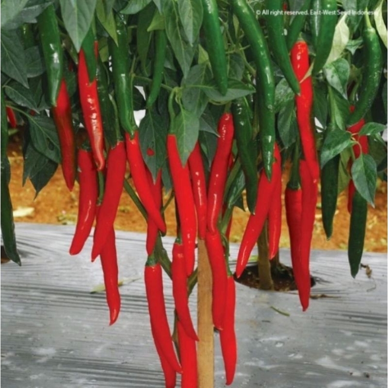 15 Biji - Benih Cabe Merah Besar PILAR F1