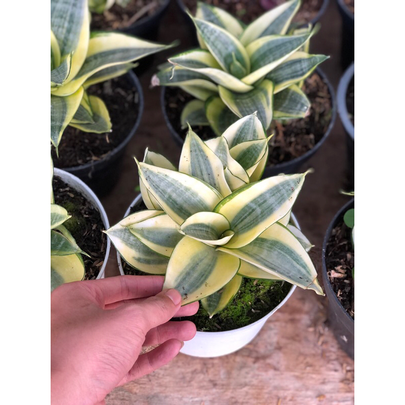 Tanaman Hias Hidup - Sansevieria/ Sansivera/ Puser Bumi Jenis Golden Honey