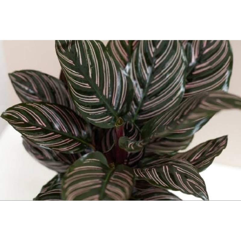 calathea pink ornata di
