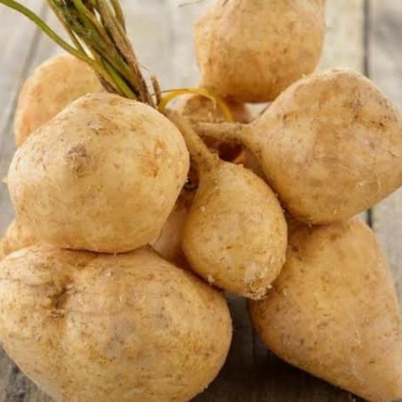 

(5000 gram)/5 kg bengkuang fresh dari petani langsung.