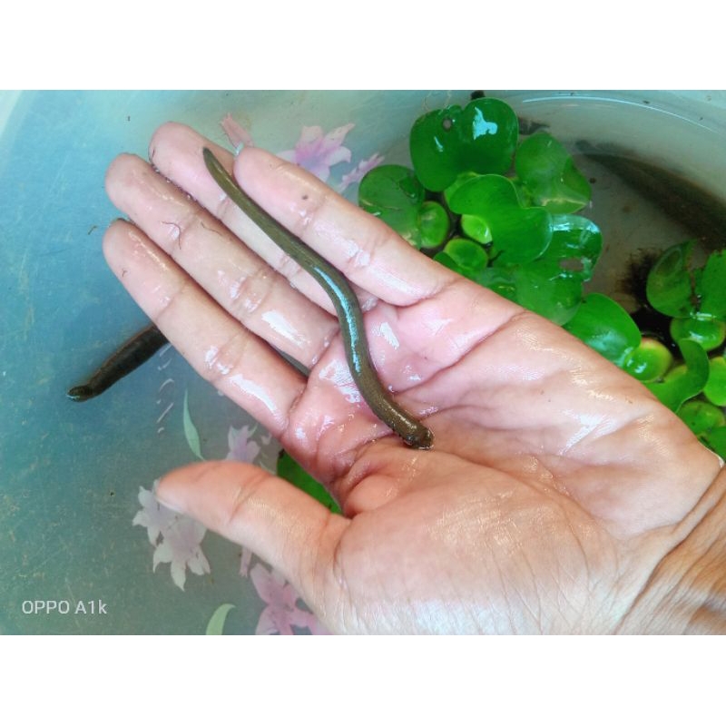 LINTAH HIDUP LINTAH TERAPI STERIL DARI ALAM100% LINTAH TERAPI UKURAN SEDANG