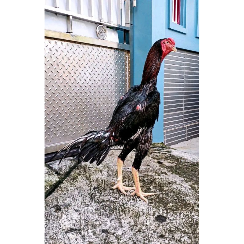 

2 BUTIR OSAMO JAPAN ,GRATE TERBAIK TDK DI RAGUKAN