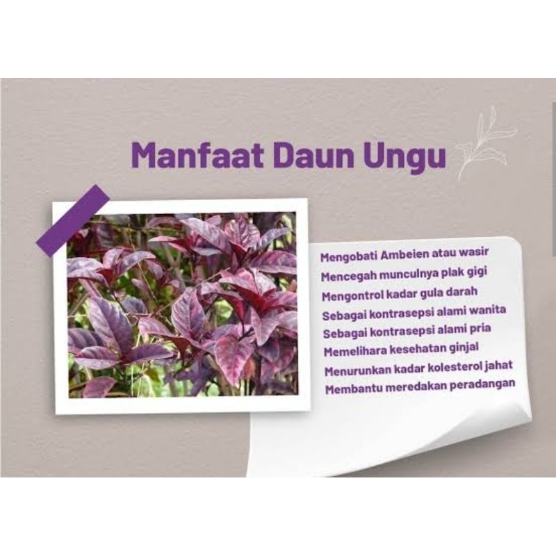 

Sangat Efektif Untuk Mengatasi Ambeien/Wasir dan Ginjal, Kapsul Daun Ungu 100% Murni Tanpa Campuran Apapun, Isi 100 Kapsul