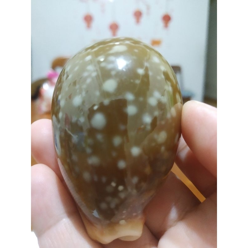 Keong Laut jumbo