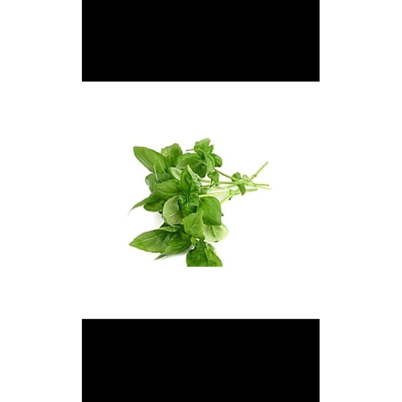 

Daun Kemang 1 ikat fresh