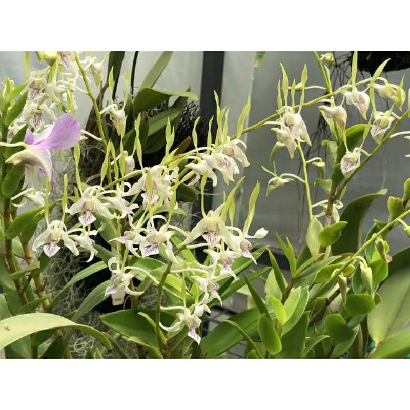 Anggrek dendrobium spesies kriting putih papua antenatum  remaja awal