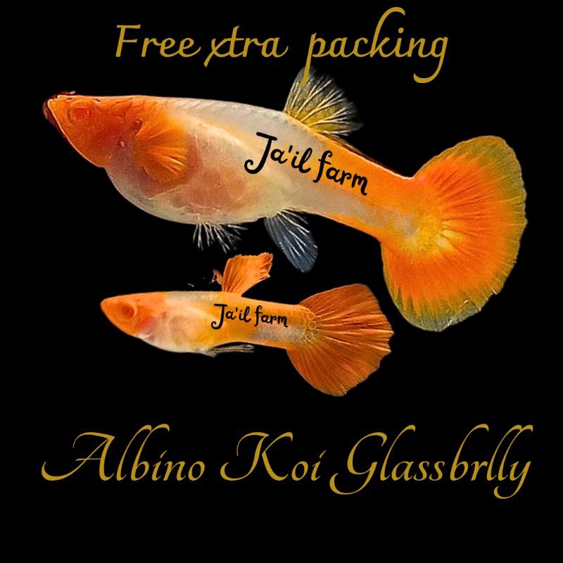 

FREE PACKING - ALBIN0 K0I GLASSBELLY