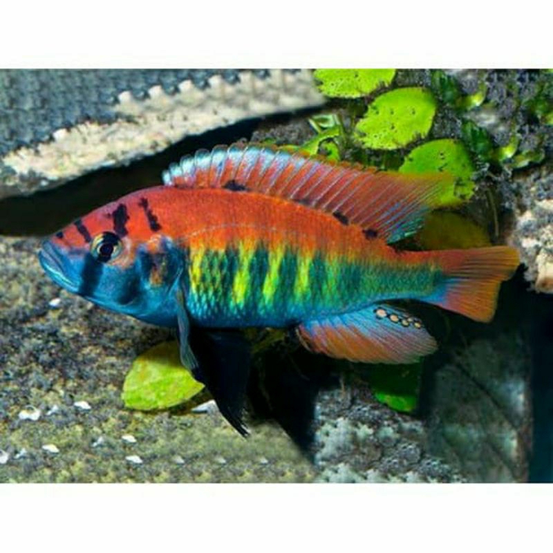 cichlid pundamilia nyererei