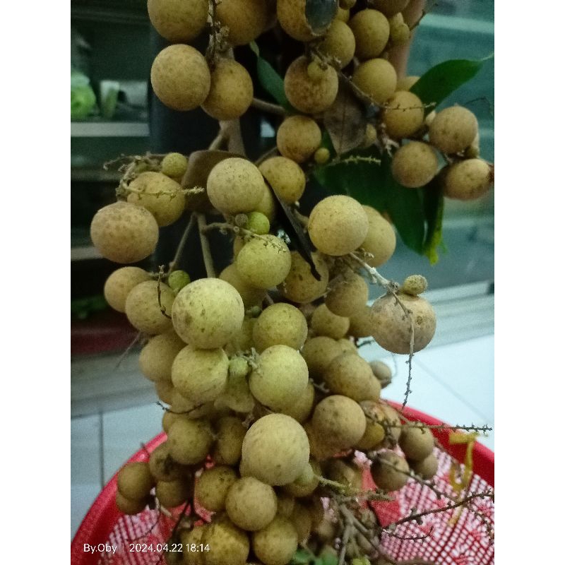 

BUAH KELENGKENG FRESH ALAMI (Tanpa Pupuk)
