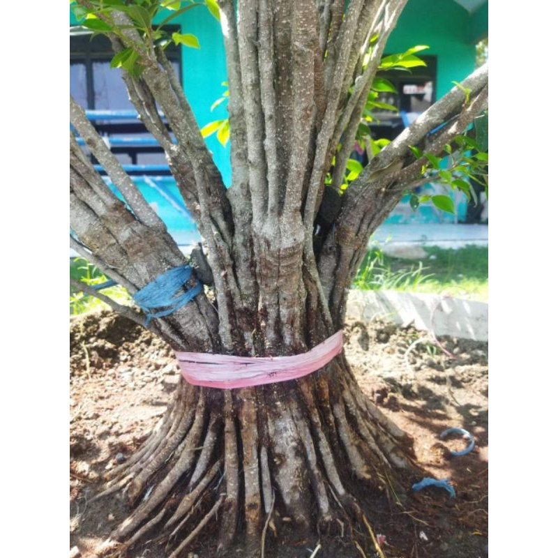 KIMENG BAHAN PROGRAM GABUNGAN