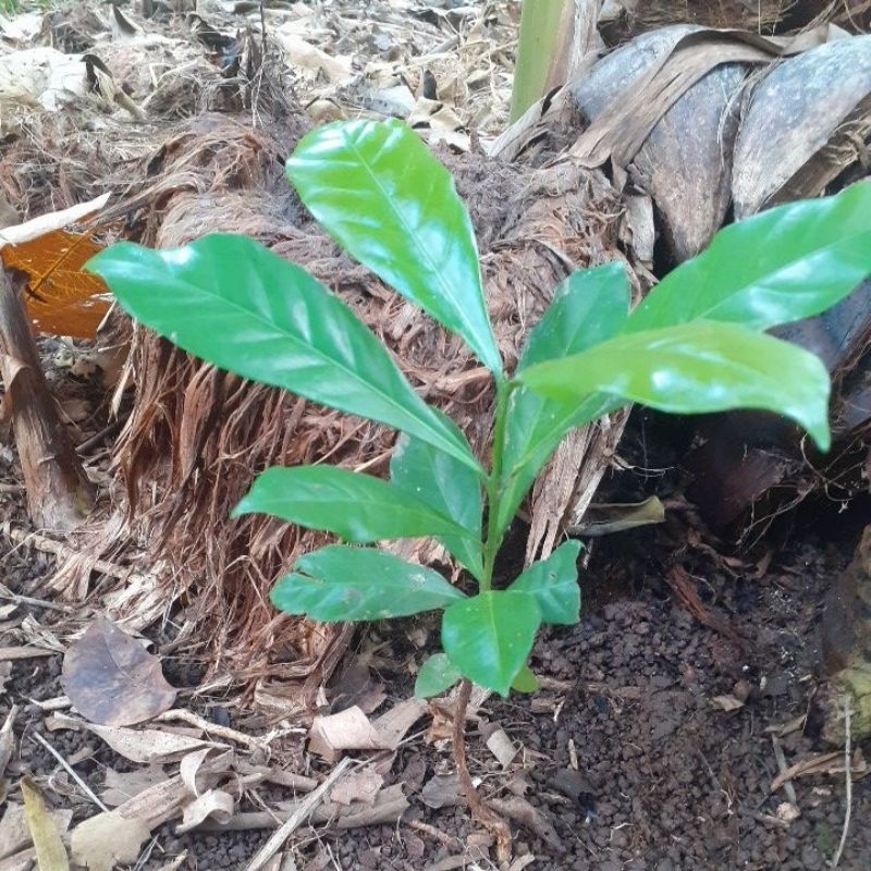 bibit kopi liberika ,/ kopi bariah / kopi robinson