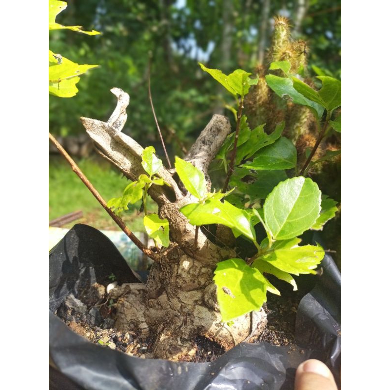 BAHAN BONSAI WAHONG LAUT BOGEL NYAMIK UNTUK SAMBUNG SANCANG (REAL PIC/SUDAH TUMBUH SUBUR)