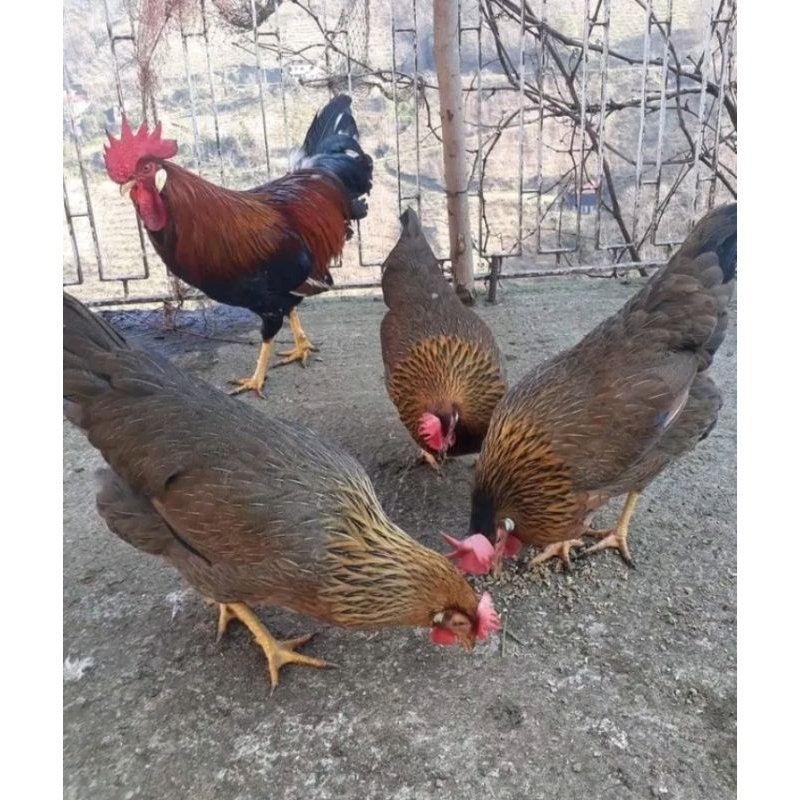 

tlur ayam AKY GPS-2 untuk di tetaskan telur pres