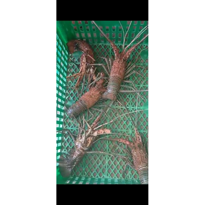 LOBSTER LAUT / LOBSTER FRESH / LOBSTER BAMBU/ LOBSTER BAMBU 1KG ISI 6 - 7