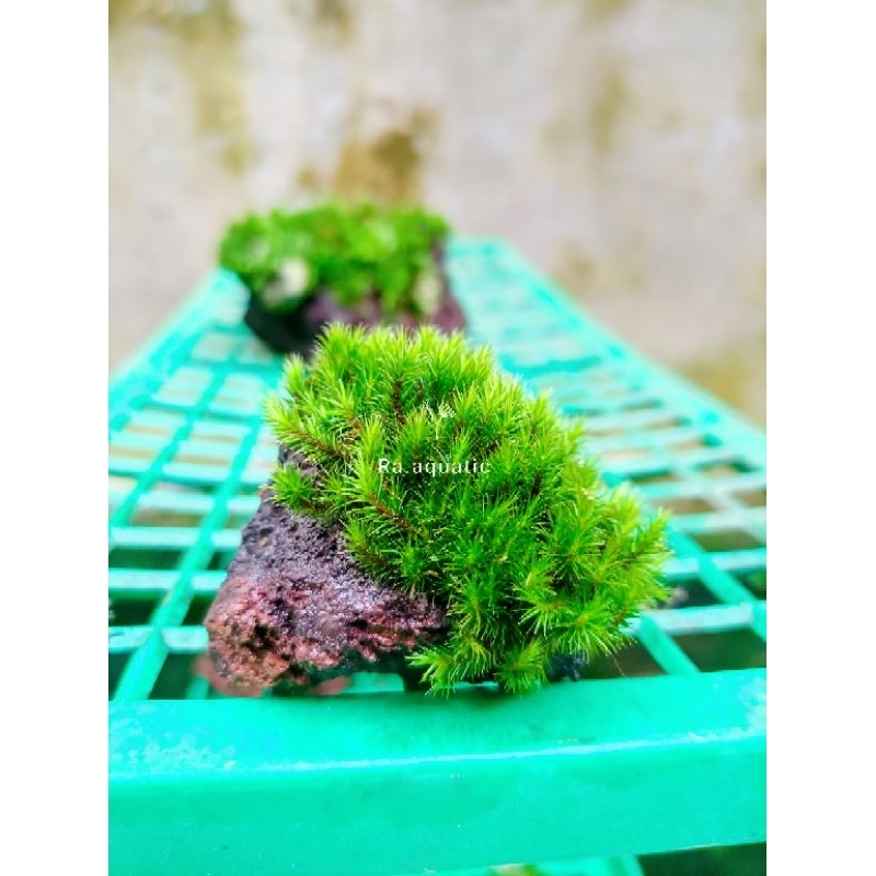 Batu lavarock Moss ukuran kecil paludarium/ terarium aquascape