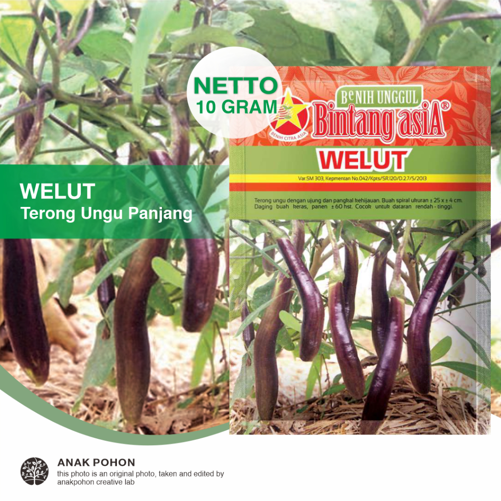 (1 PACK) Benih Terong WELUT Terung Panjang Ungu Keputihan Lebat Tekstur Lembut Rasa Manis Enak Seeds