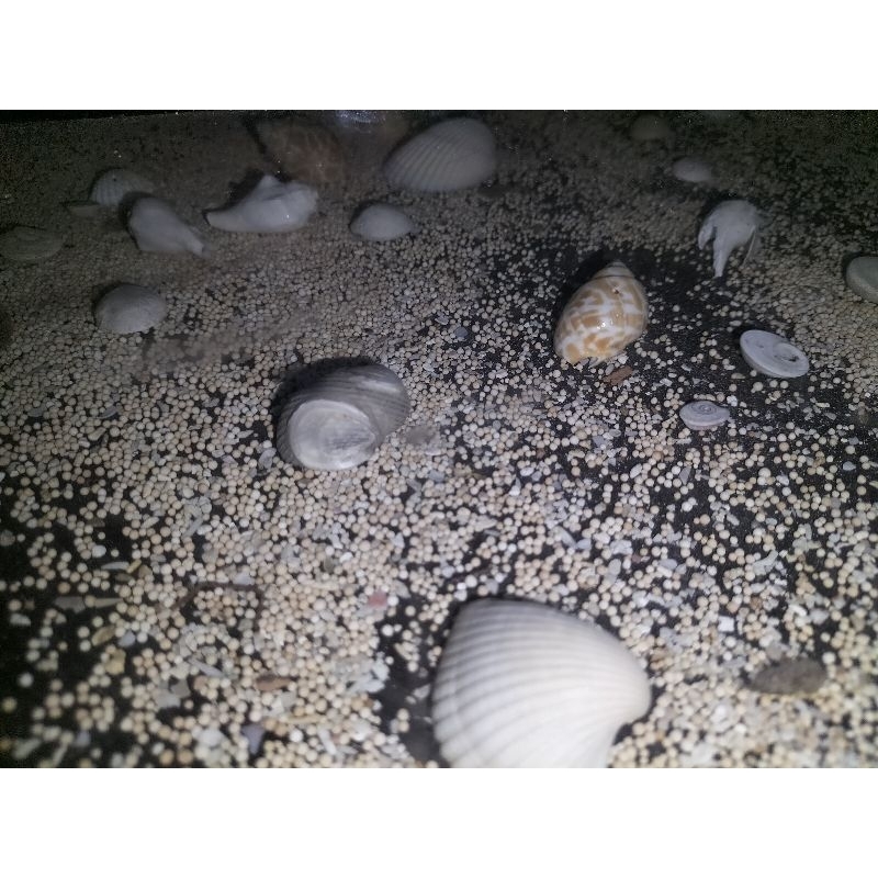 

nastar n mini cookies