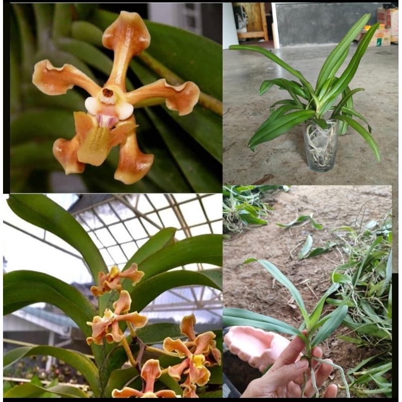 Promo anggrek vanda helvola remaja/mini