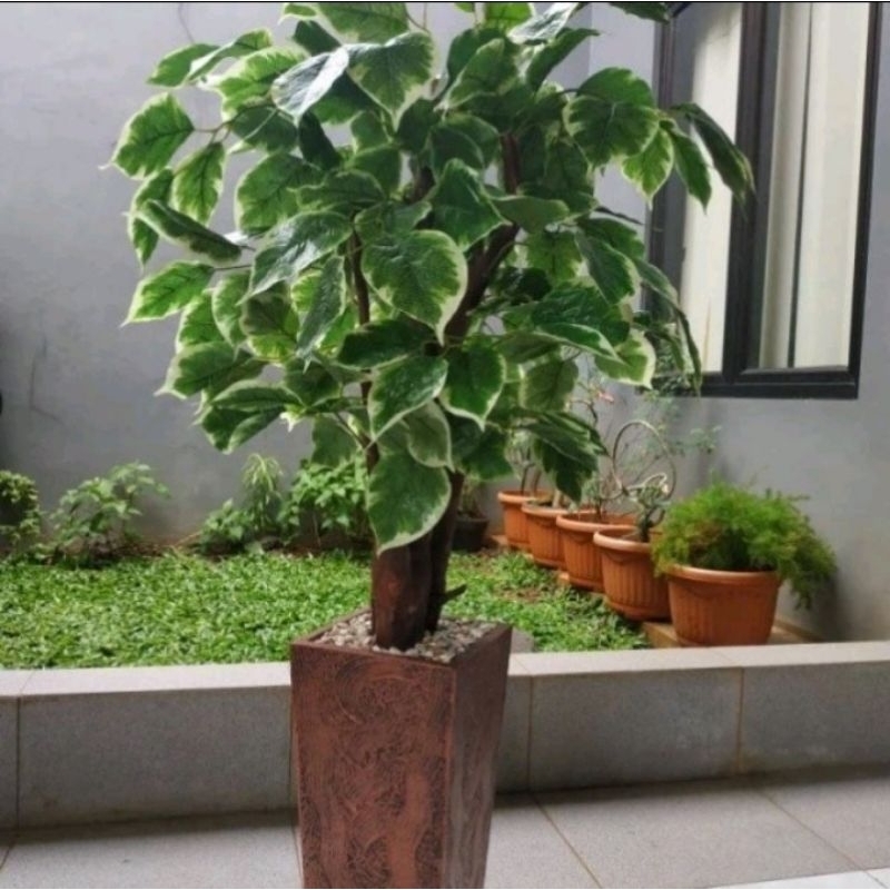 Pohon Sinfu Artificial Tanaman Pot Hias Plastik Besar Dekorasi Pojok - Tanaman Sudut Hiasan Rumah
