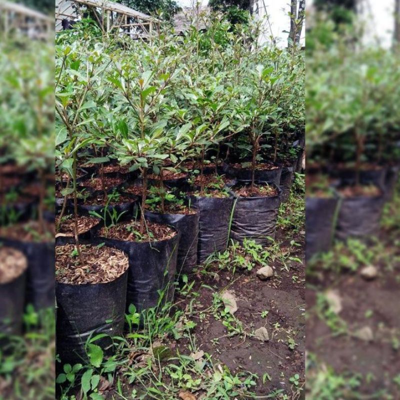 Tanaman Hias Pohon Ketapang Kencana / Ketapang Hijau