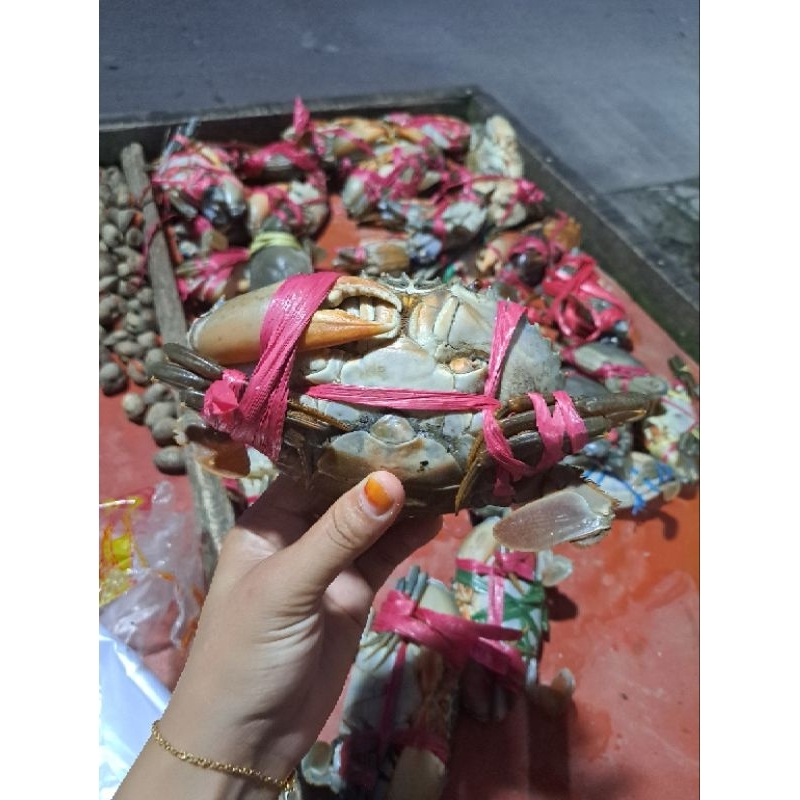 

KEPITING CAPIT SEBELAH BESAR 1KG HIDUP