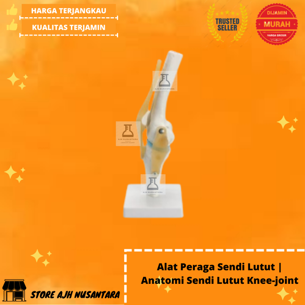 Alat Peraga Sendi Lutut | Anatomi Sendi Lutut Knee-joint