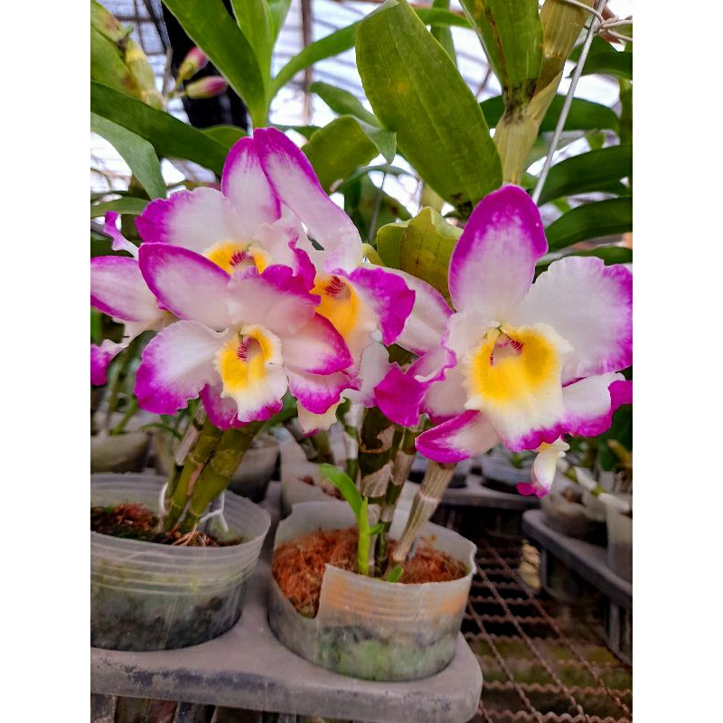 Anggrek dendrobium nobile mekar putih pinggir pink lidah kuning bunga besar