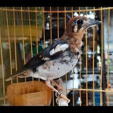 Anis Kembang Trotolan Jamin Jantan Bandung