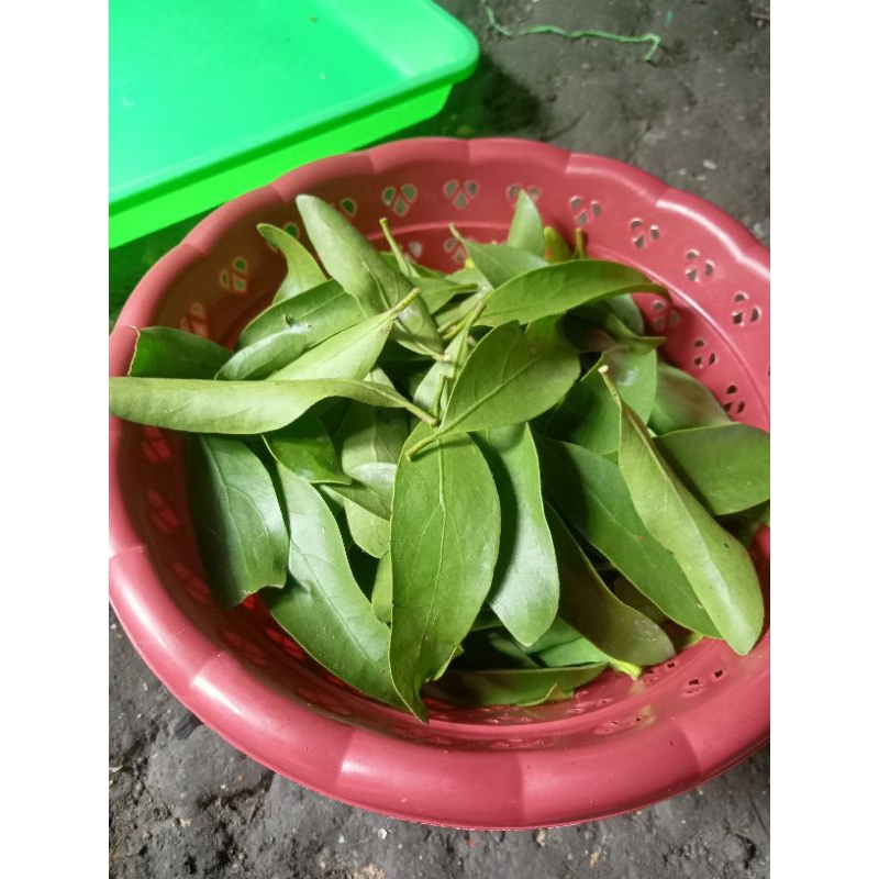 

benalu jeruk nipis fresh dan kering