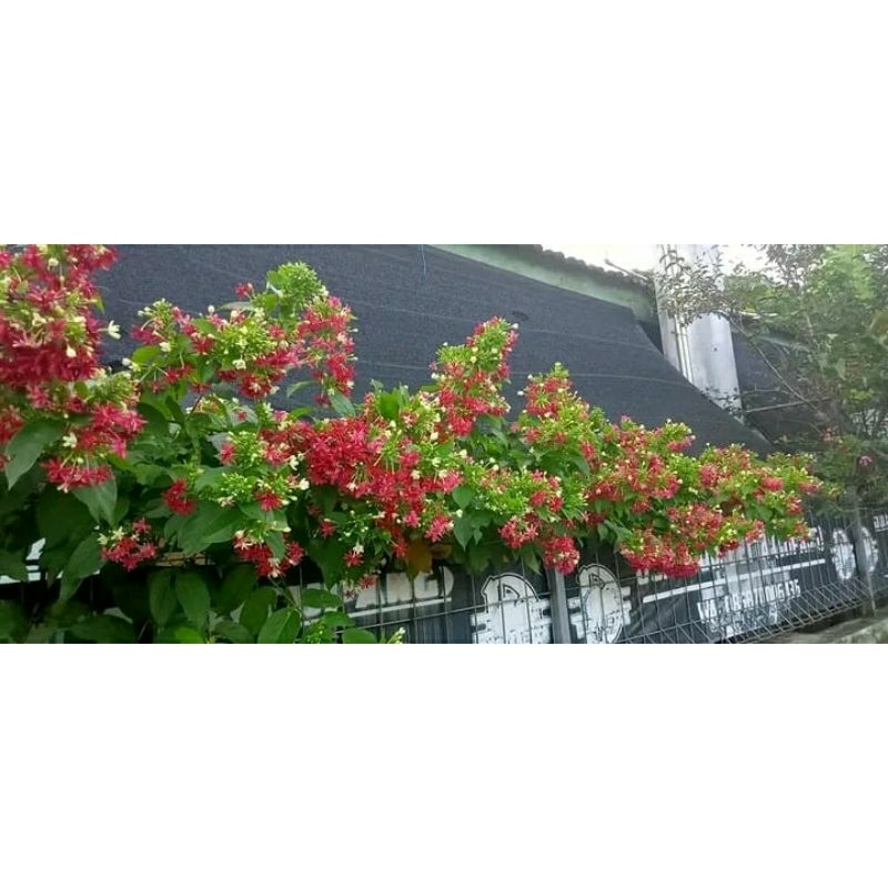 tanaman hias bunga melati belanda bunga tumpuk