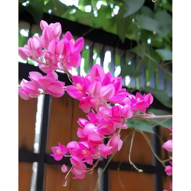 Tanaman hias air mata pengantin bunga pink / pohon bunga air mata pengantin warna pink