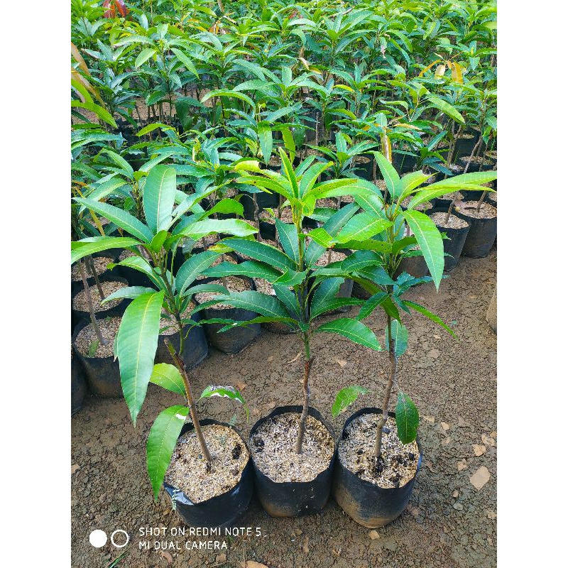 bibit mangga Miyazaki valid / bibit mangga Miyazaki asli