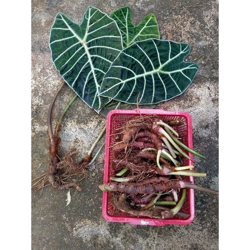 bonggol alocasia watsoniana