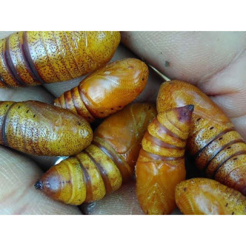 kepongpong alpukat / entung alpukat isi 20 umpan mancing ikan bawal lele anti boncos