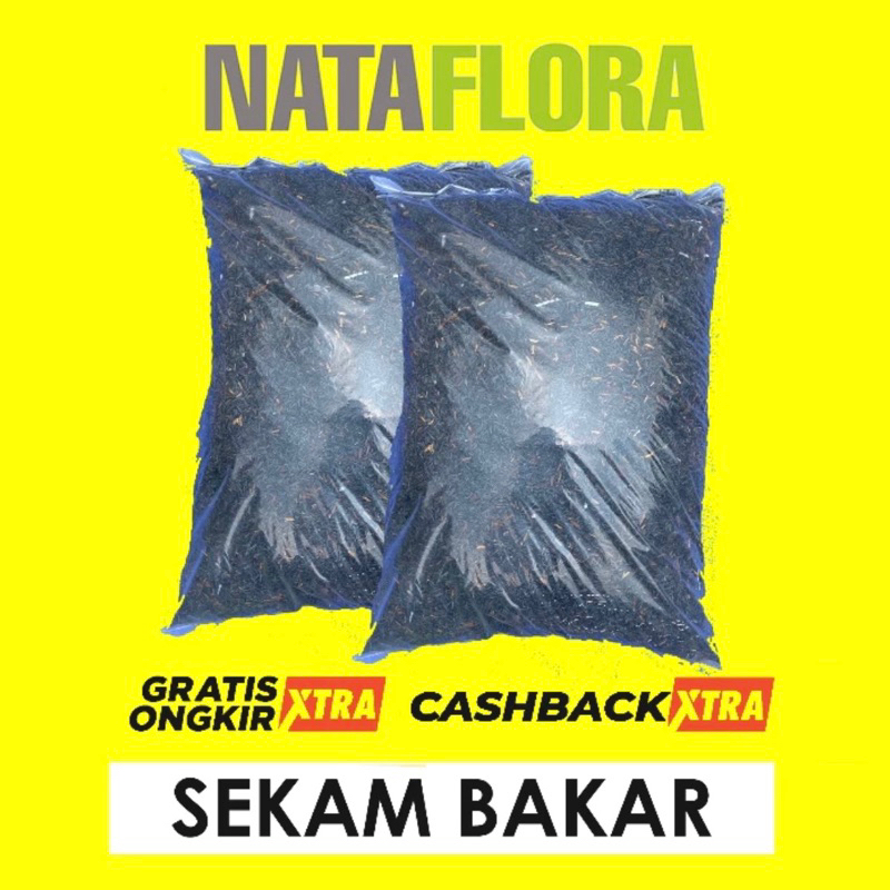 sekam bakar fermentasi