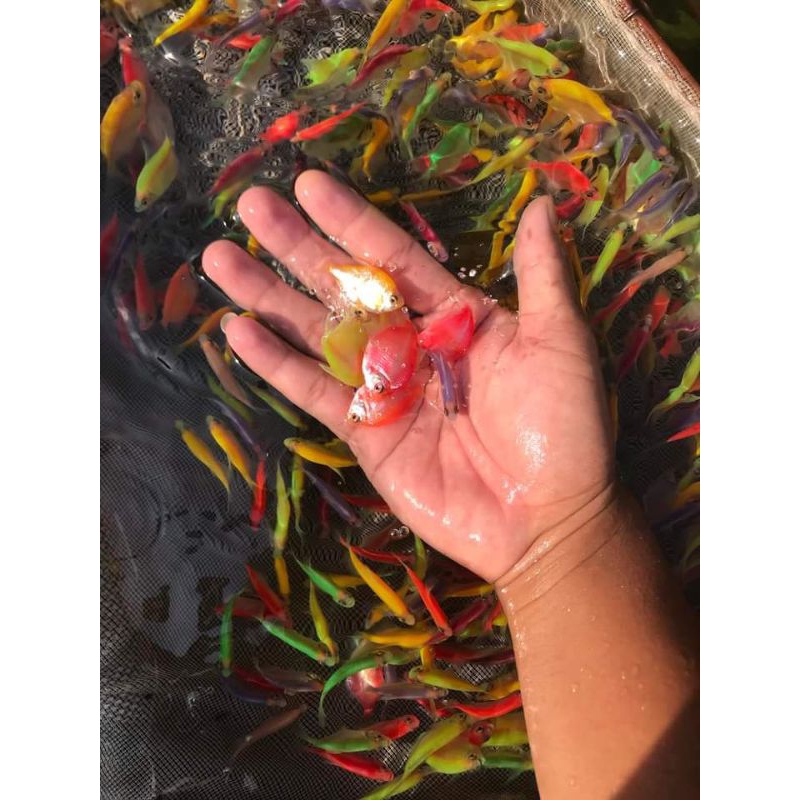 hiasan aquarium glowfish Tetra paket 10 ekor warna lengkap