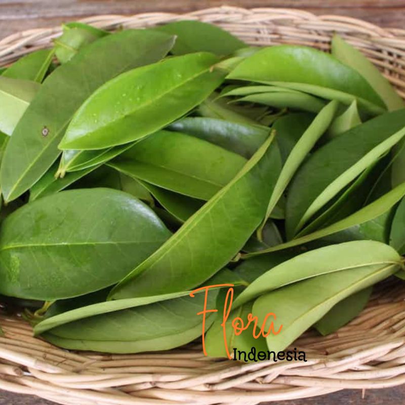 

Daun Sirsak segar dipetik saat ada orderan Herbal alami