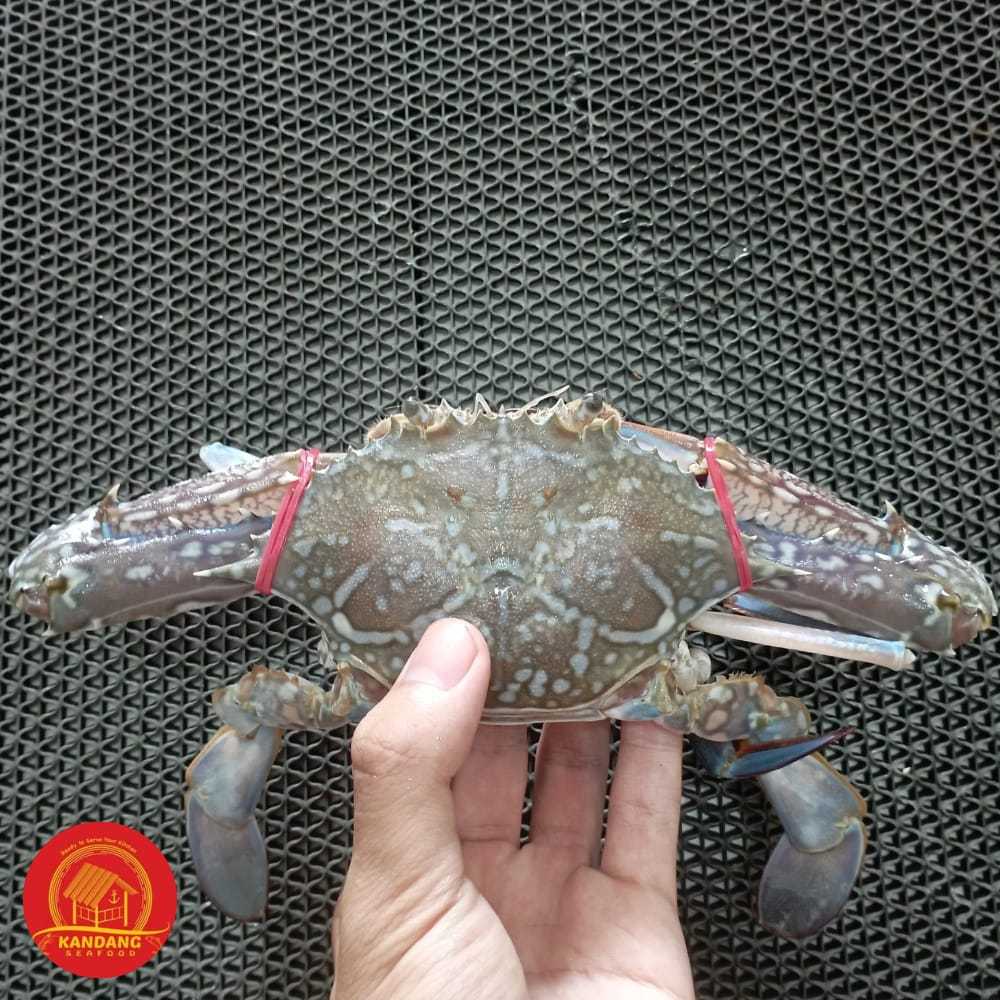 

Kepiting Rajungan Fresh Frozen