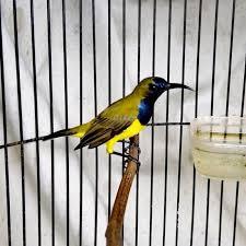 Sogon Jantan Tangerang