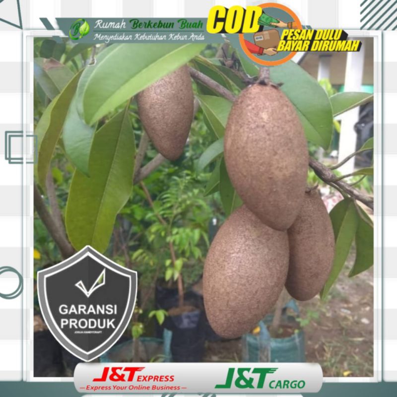 Bibit Sawo Mentimun Super Genjah Cangkok Manis Cepat Berbuahh Unggul