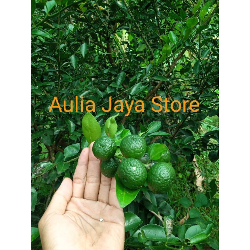 

Buah Limo Fress Segar 20 Pcs