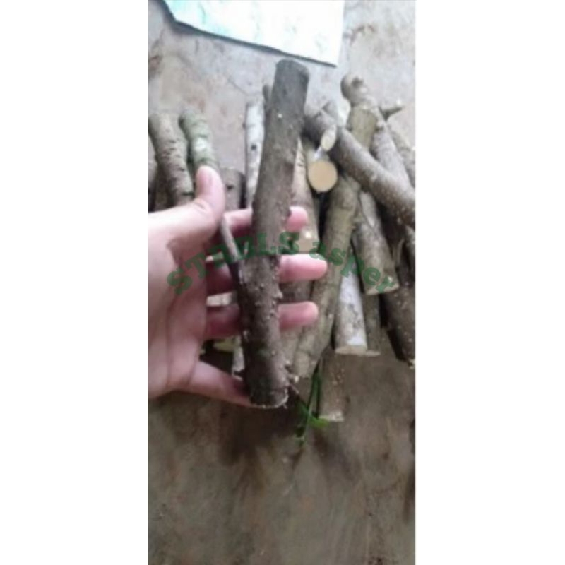 bahan stek mentaos per 10 batang fresh cutting_sejempol tangan atau lebih_jalitri
