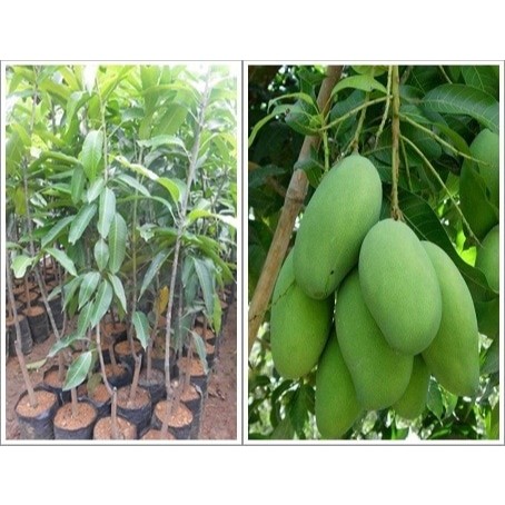 bibit  buah  mangga golek