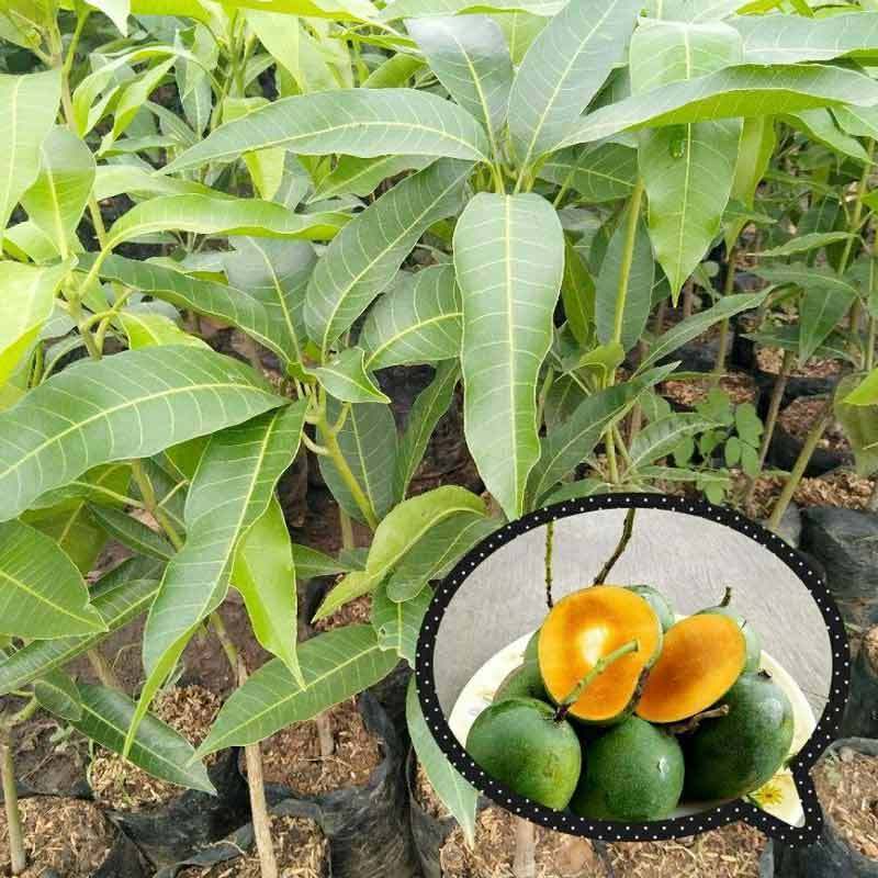 bibit buah mangga lalijiwo