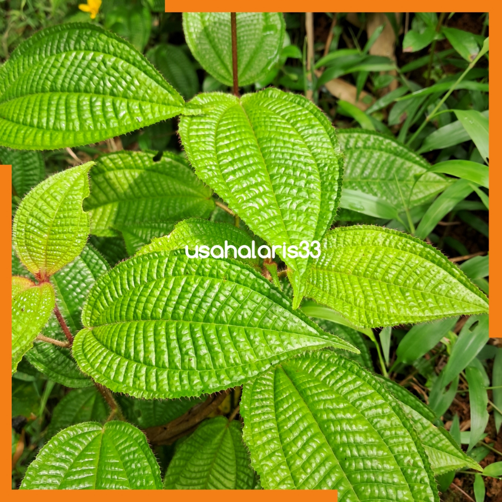 

Daun Harendong Segar Daun Senggani Segar