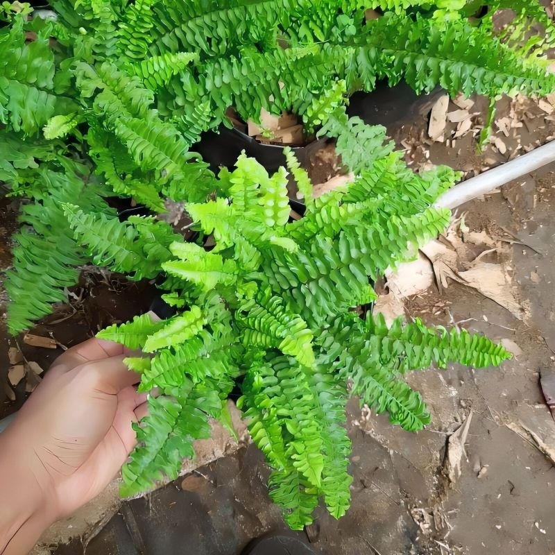 Tanaman hias pakis Boston hijau daun keriting Curly - pohon hias pakis Boston keriting
