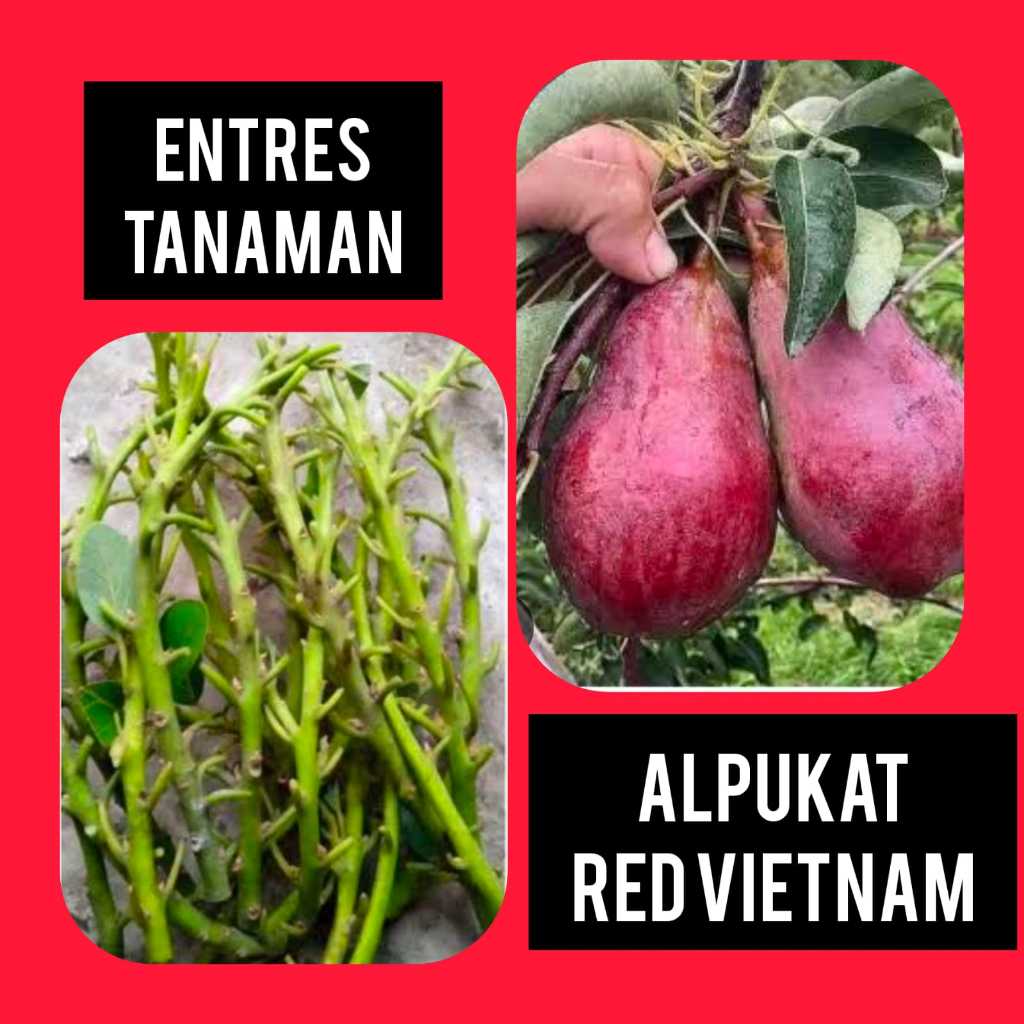 Entres / Mata Tunas Alpukat Red Vietnam